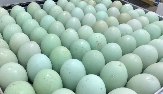 如何通过绿色禽蛋提升基地合作效益？